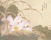 Xie Sun Lotus